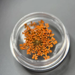 Dried flowers for nail design #2 (orange)